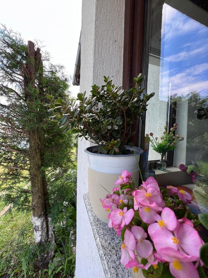 Casa Helen Insurance&Tourism Guest House Galautas Bagian luar foto